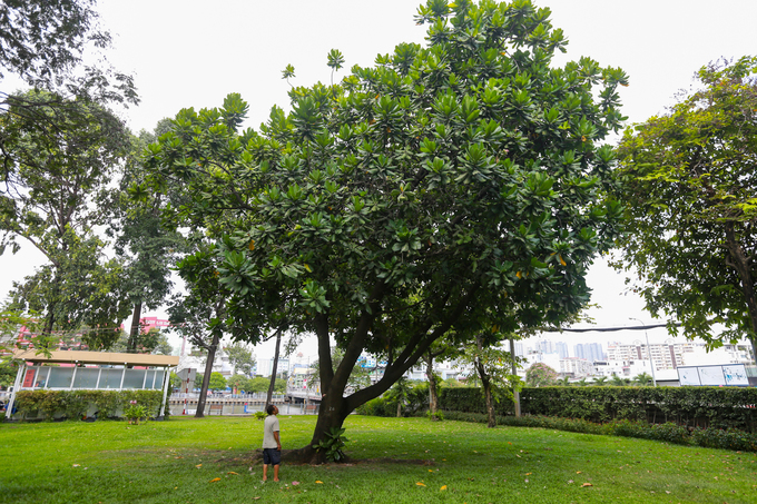 Cây bàng vuông 16 năm tuổi ở Sài Gòn vào mùa nở hoa